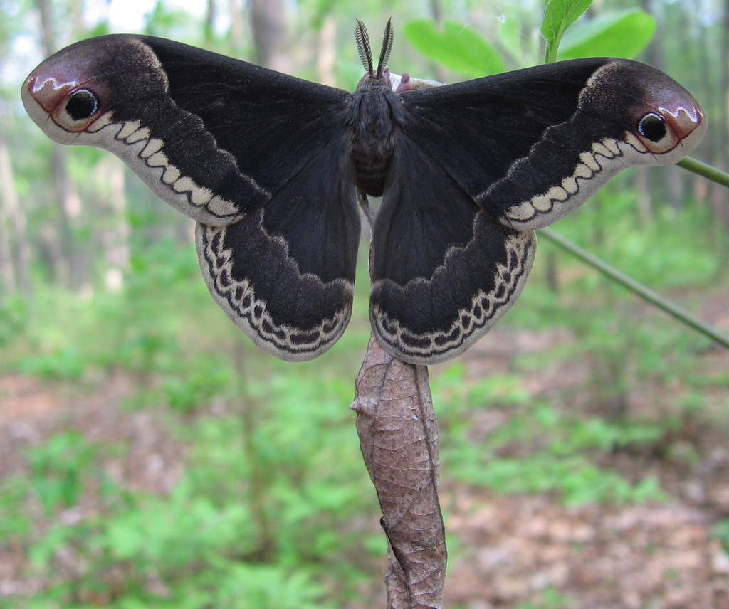Moth Example
