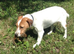 Kepler caught a taunting chipmunk. It's illustrative of the broken creation resulting from Adam's sin. 