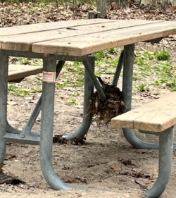 Robin nest in table leg at campground